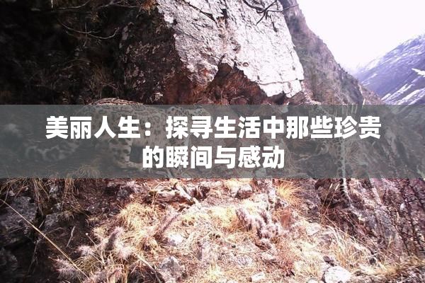 美丽人生：探寻生活中那些珍贵的瞬间与感动