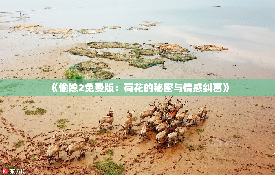 《偷媳2免费版：荷花的秘密与情感纠葛》