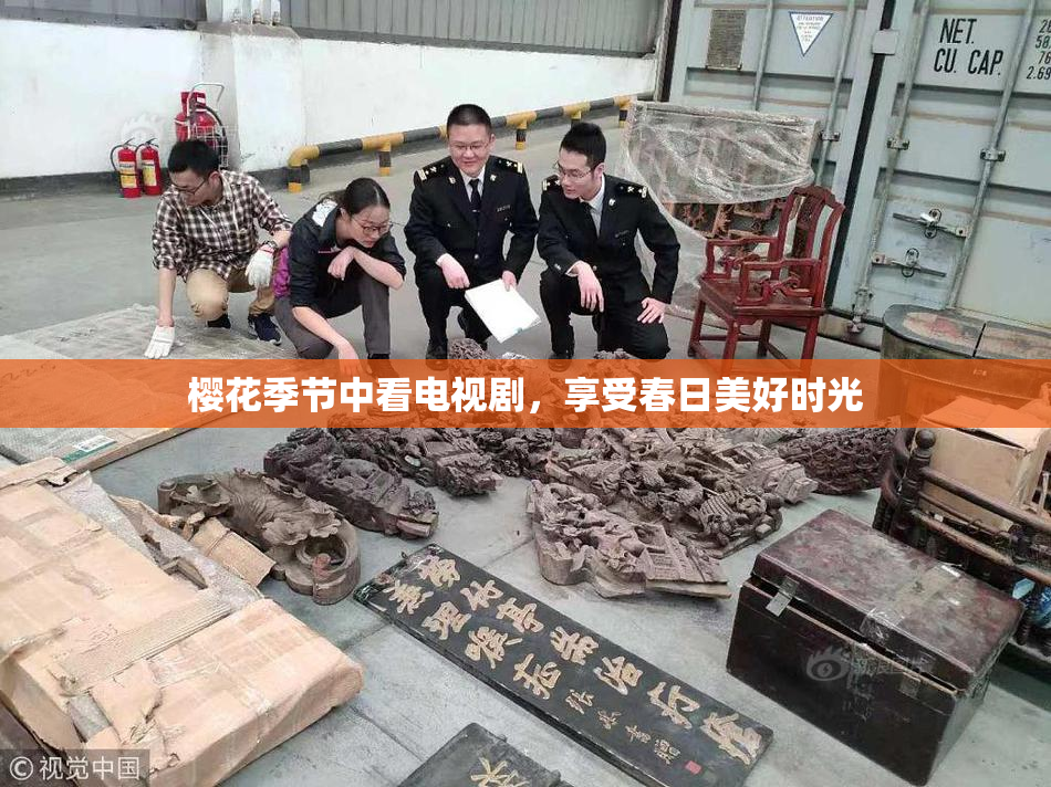 樱花季节中看电视剧，享受春日美好时光