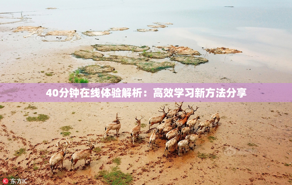 40分钟在线体验解析：高效学习新方法分享