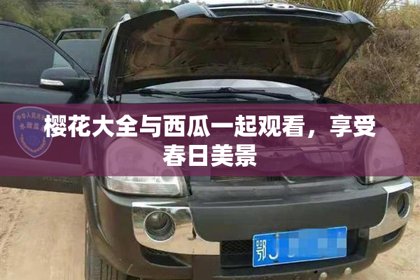 樱花大全与西瓜一起观看，享受春日美景