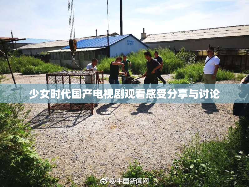 少女时代国产电视剧观看感受分享与讨论