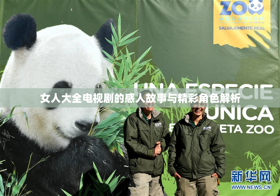 女人大全电视剧的感人故事与精彩角色解析