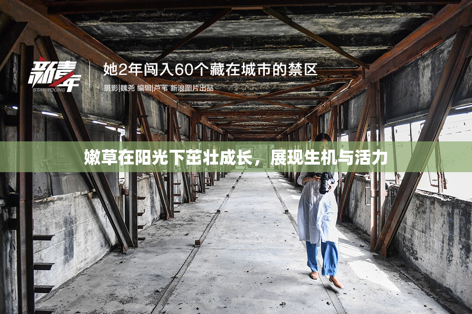 嫩草在阳光下茁壮成长，展现生机与活力