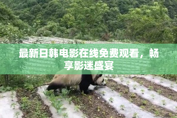 最新日韩电影在线免费观看，畅享影迷盛宴