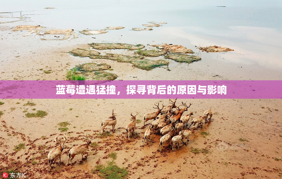蓝莓遭遇猛撞，探寻背后的原因与影响