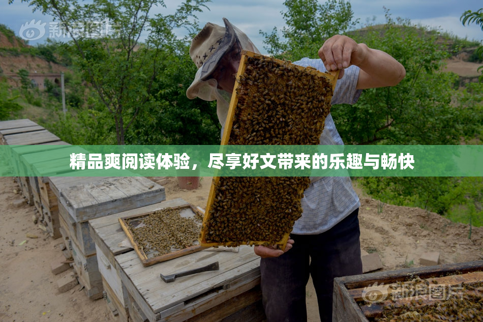 精品爽阅读体验，尽享好文带来的乐趣与畅快