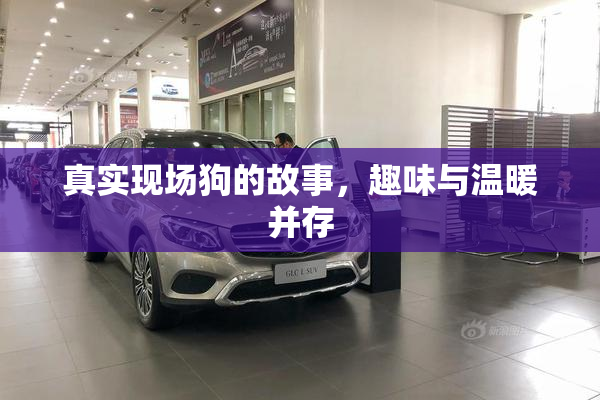 真实现场狗的故事，趣味与温暖并存