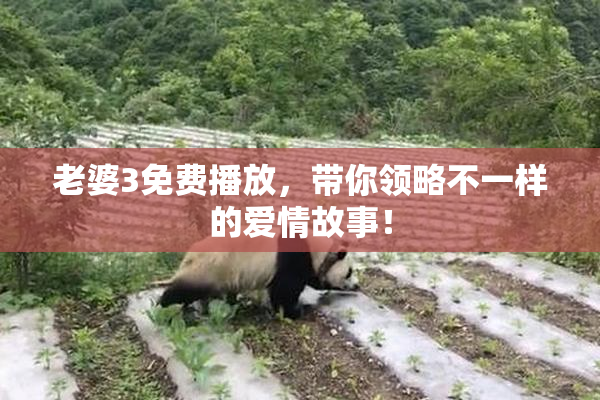 老婆3免费播放，带你领略不一样的爱情故事！