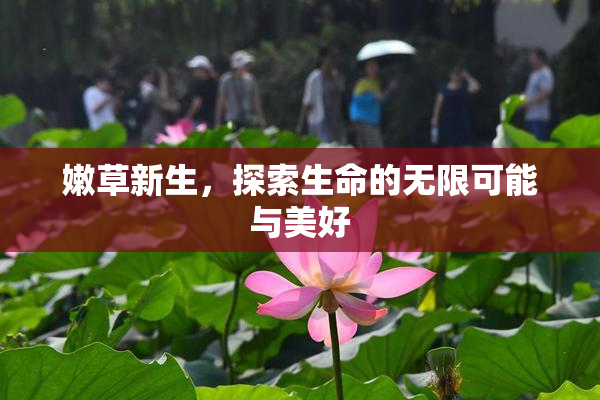 嫩草新生，探索生命的无限可能与美好