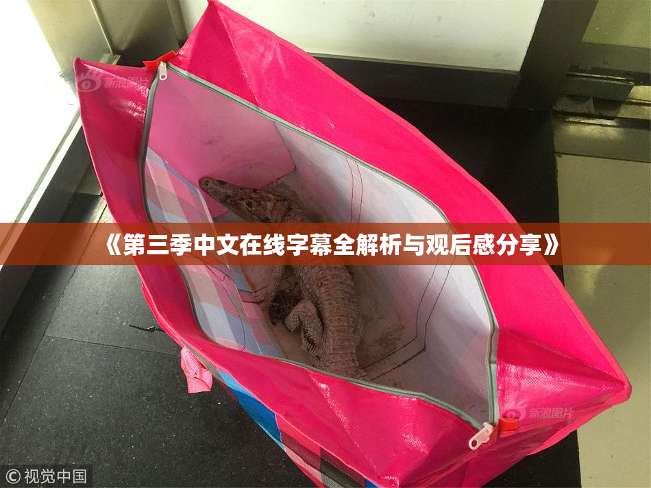 《第三季中文在线字幕全解析与观后感分享》