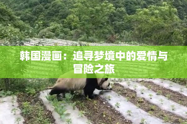 韩国漫画：追寻梦境中的爱情与冒险之旅