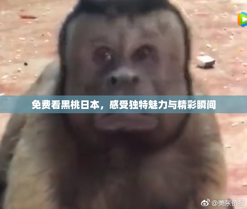 免费看黑桃日本，感受独特魅力与精彩瞬间
