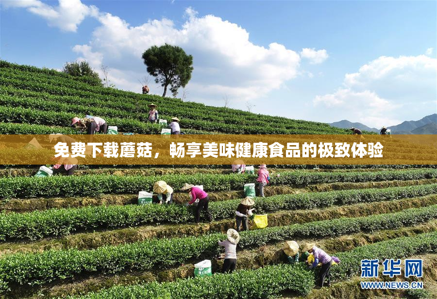 免费下载蘑菇，畅享美味健康食品的极致体验