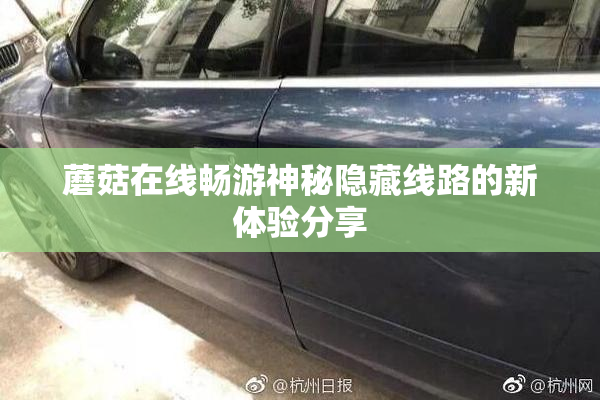 蘑菇在线畅游神秘隐藏线路的新体验分享