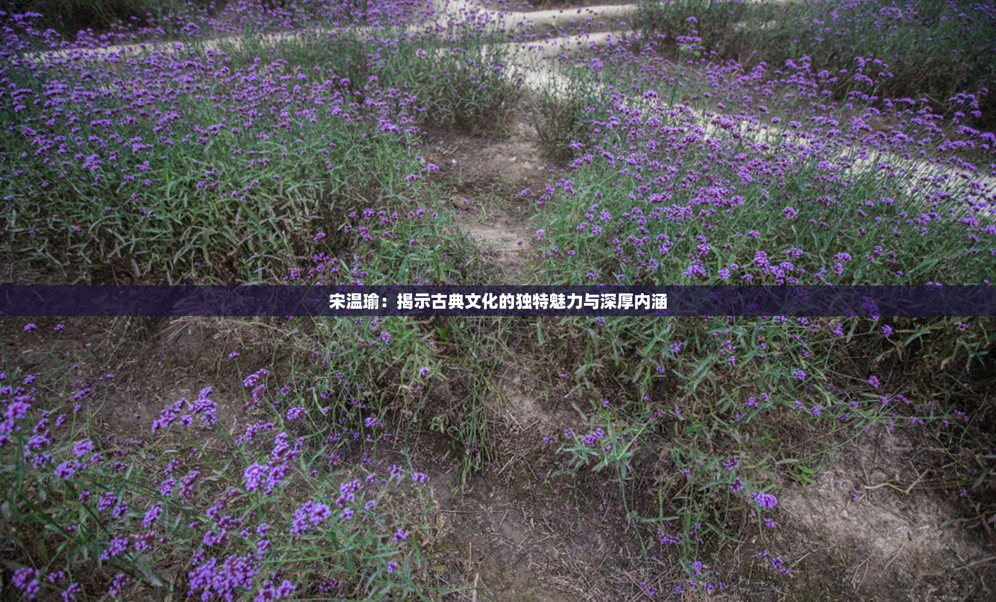 宋温瑜：揭示古典文化的独特魅力与深厚内涵