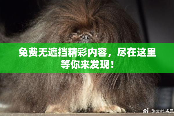 免费无遮挡精彩内容，尽在这里等你来发现！