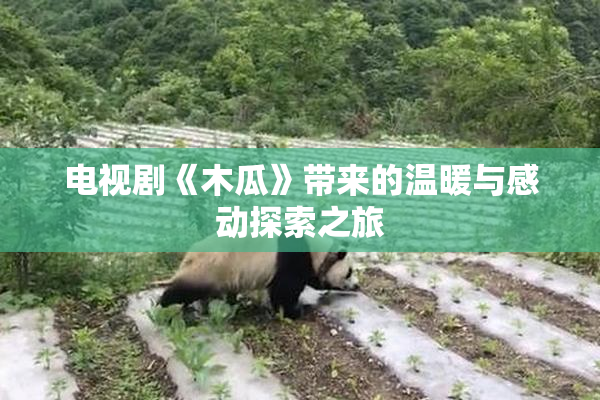 电视剧《木瓜》带来的温暖与感动探索之旅