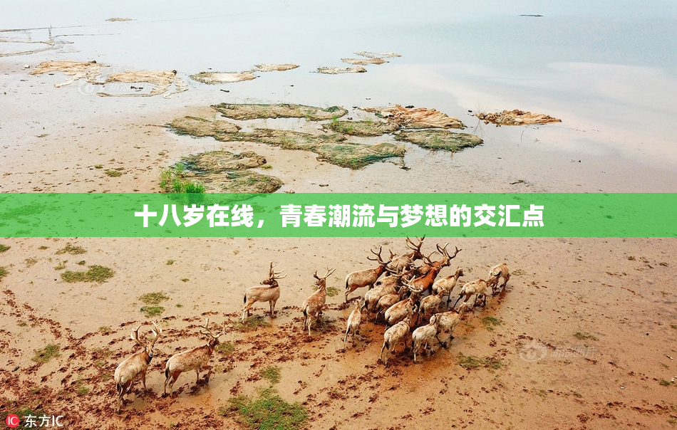 十八岁在线，青春潮流与梦想的交汇点