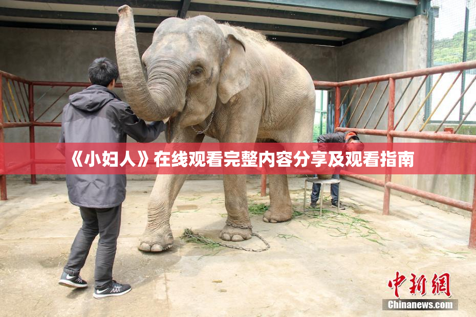 《小妇人》在线观看完整内容分享及观看指南
