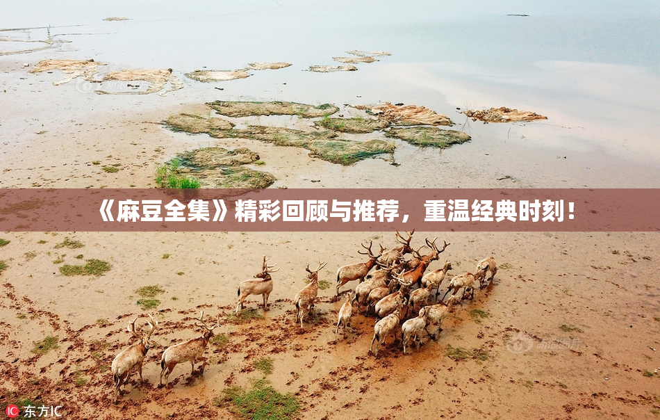 《麻豆全集》精彩回顾与推荐，重温经典时刻！