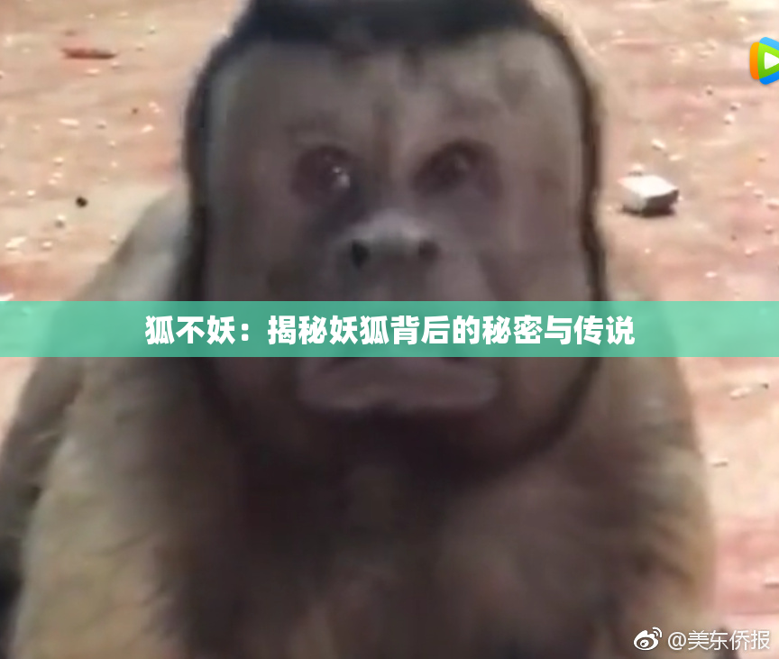 狐不妖：揭秘妖狐背后的秘密与传说