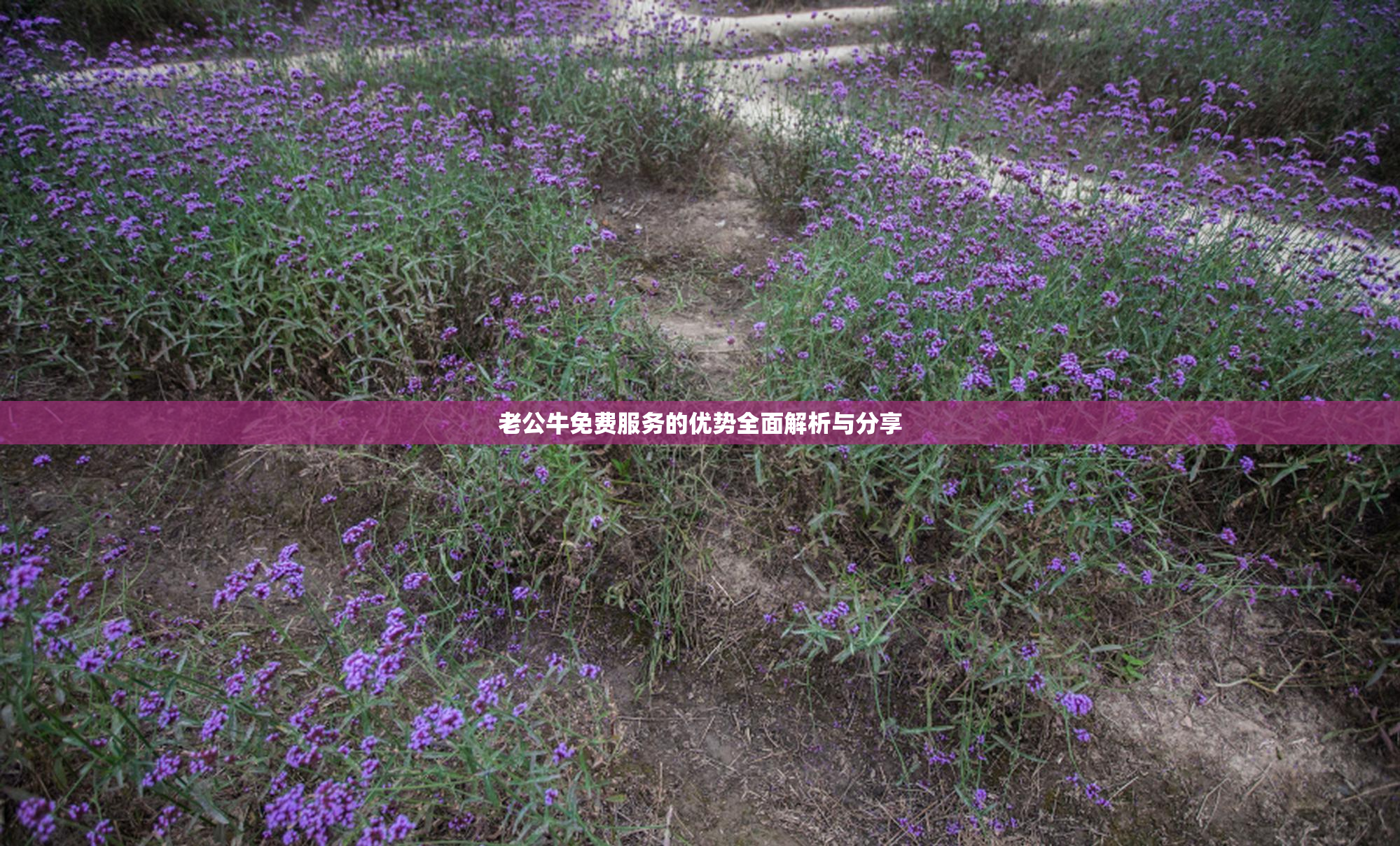 老公牛免费服务的优势全面解析与分享