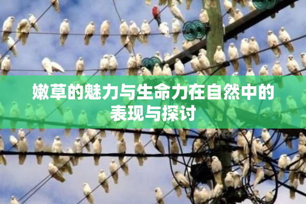 嫩草的魅力与生命力在自然中的表现与探讨