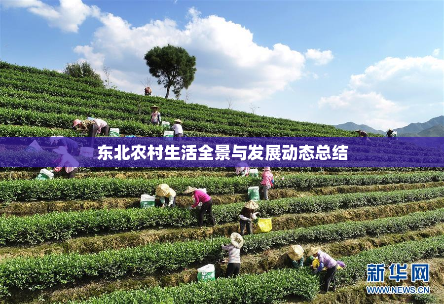 东北农村生活全景与发展动态总结