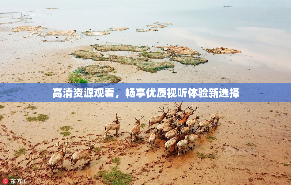 高清资源观看，畅享优质视听体验新选择