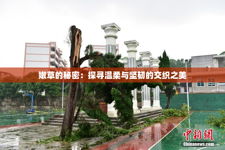 嫩草的秘密：探寻温柔与坚韧的交织之美