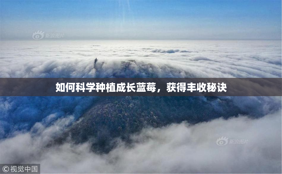 如何科学种植成长蓝莓，获得丰收秘诀