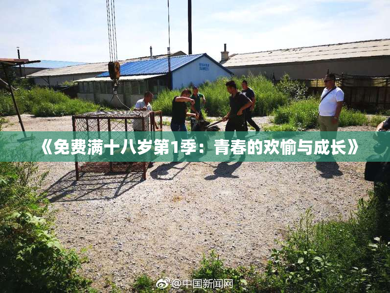 《免费满十八岁第1季：青春的欢愉与成长》