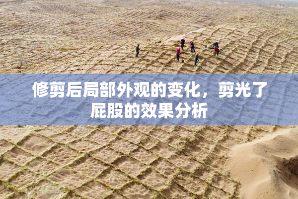 修剪后局部外观的变化，剪光了屁股的效果分析