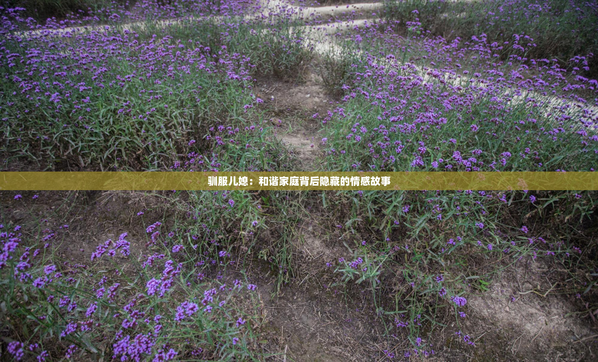 驯服儿媳：和谐家庭背后隐藏的情感故事