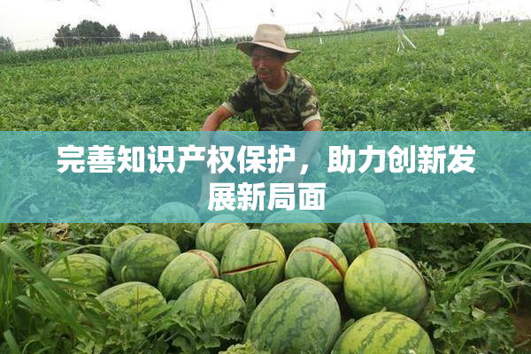 完善知识产权保护，助力创新发展新局面