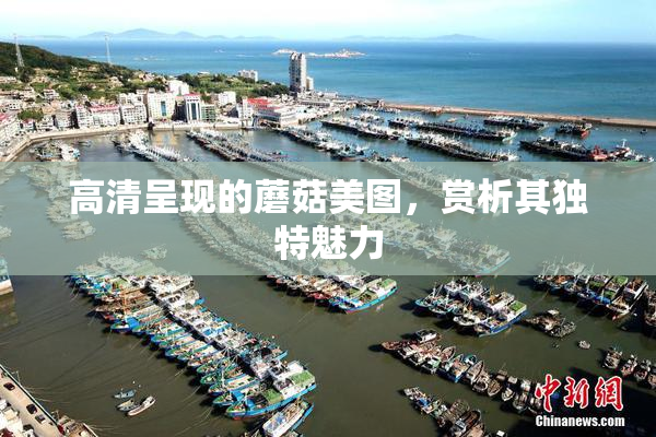 高清呈现的蘑菇美图，赏析其独特魅力