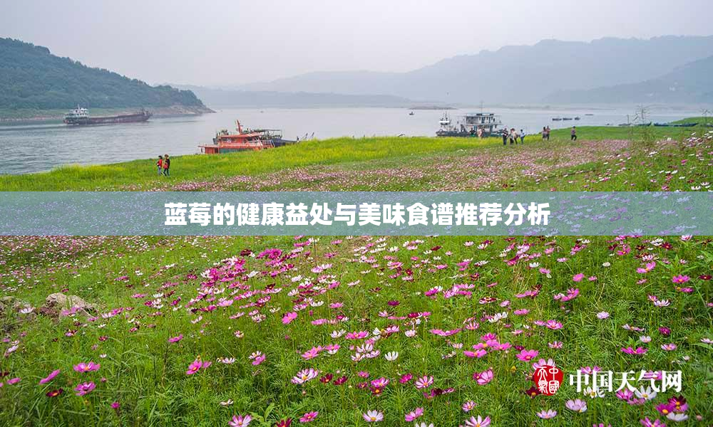 蓝莓的健康益处与美味食谱推荐分析