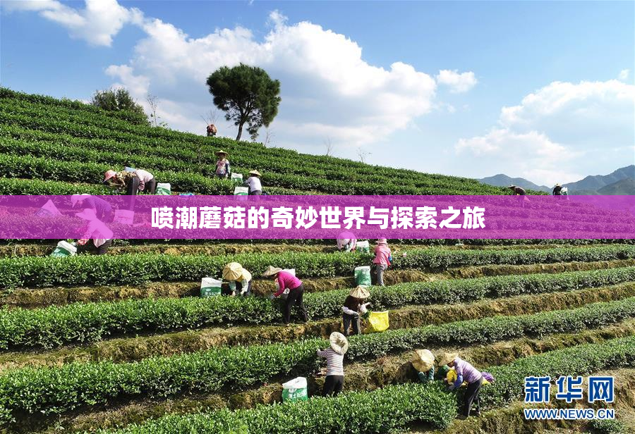 喷潮蘑菇的奇妙世界与探索之旅