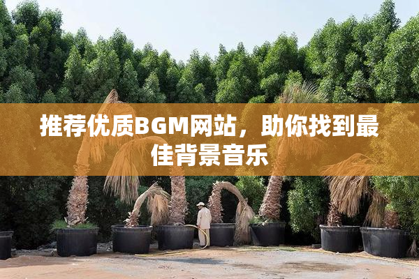 推荐优质BGM网站，助你找到最佳背景音乐