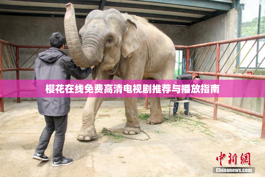 樱花在线免费高清电视剧推荐与播放指南