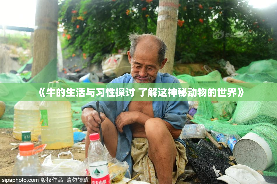 《牛的生活与习性探讨 了解这神秘动物的世界》