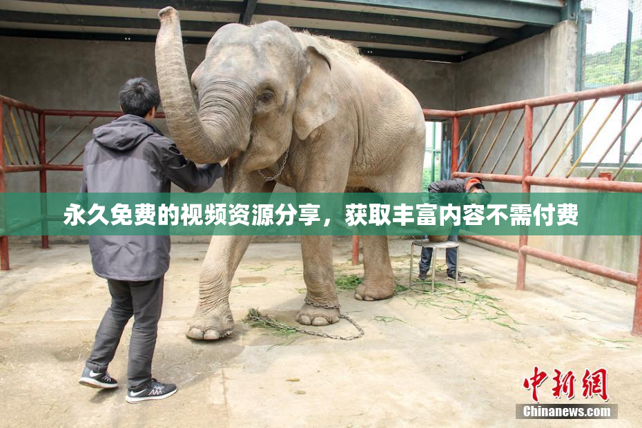 永久免费的视频资源分享，获取丰富内容不需付费