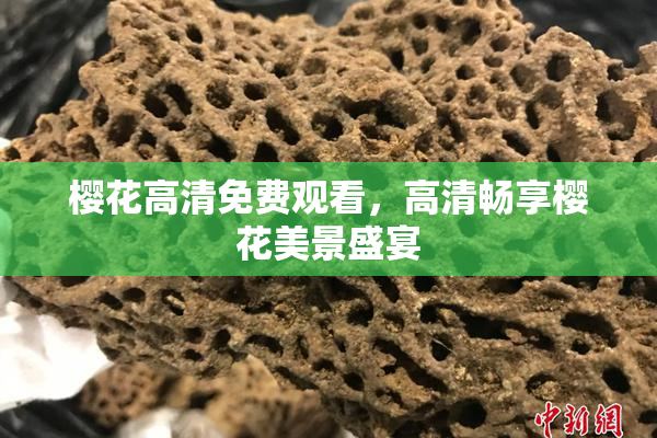 樱花高清免费观看，高清畅享樱花美景盛宴