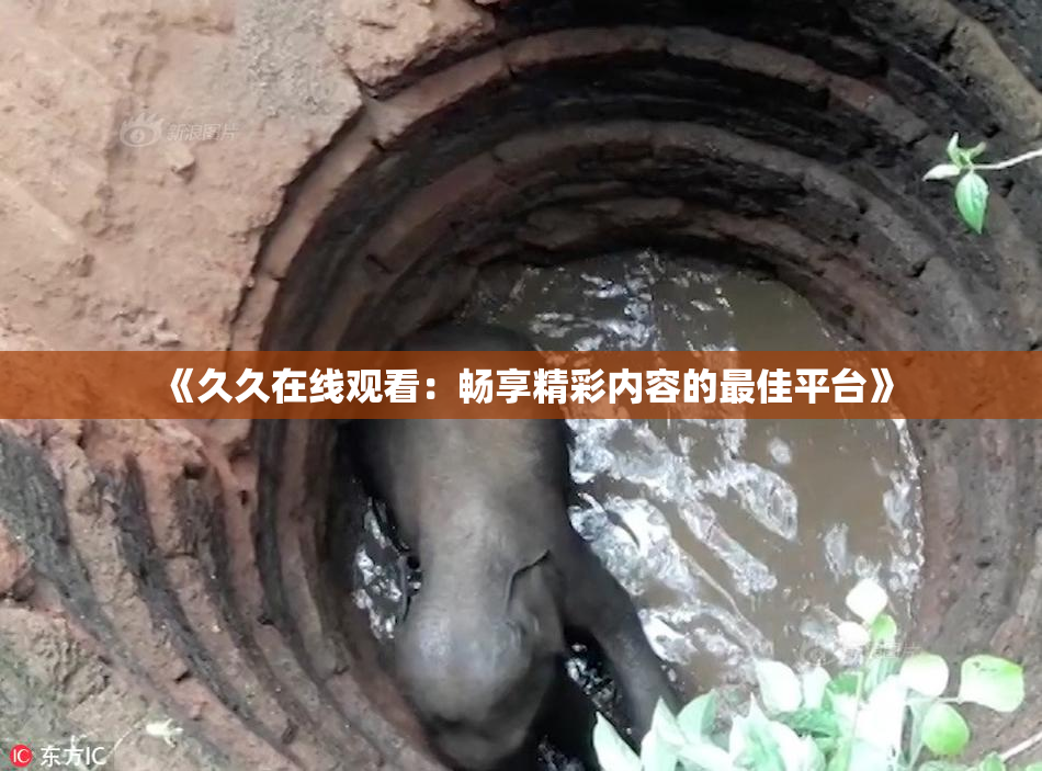 《久久在线观看：畅享精彩内容的最佳平台》
