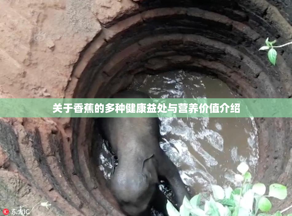 关于香蕉的多种健康益处与营养价值介绍
