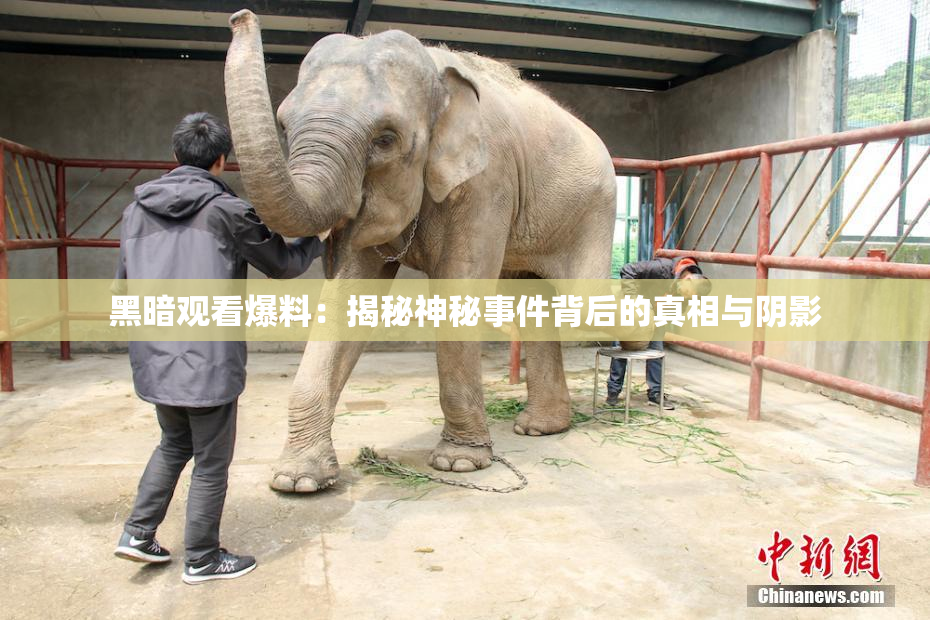 黑暗观看爆料：揭秘神秘事件背后的真相与阴影