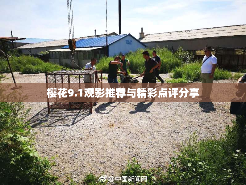 樱花9.1观影推荐与精彩点评分享