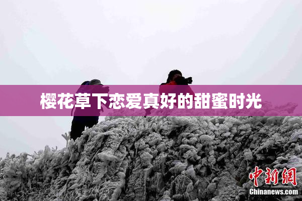 樱花草下恋爱真好的甜蜜时光