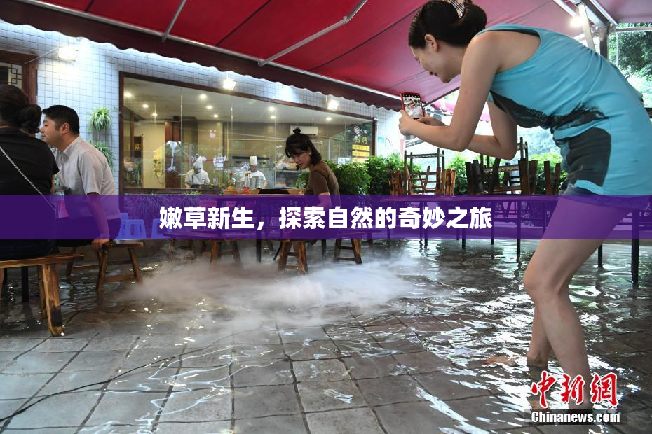 嫩草新生，探索自然的奇妙之旅